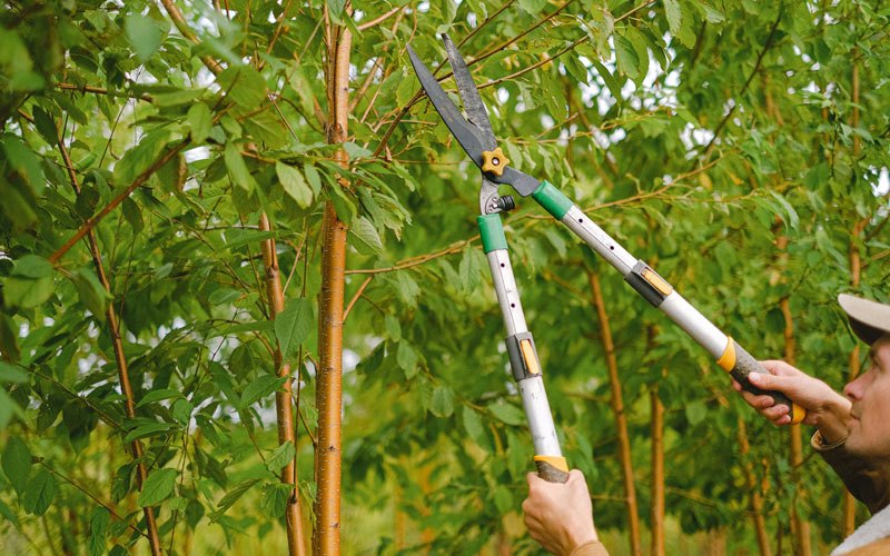 Tree trimming in Drayton, ND